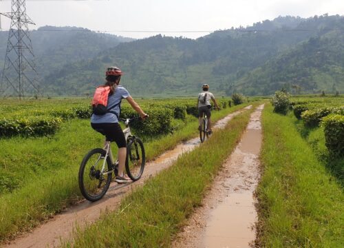 Pfunda’s tea making experience and Gisenyi’s countryside by bike